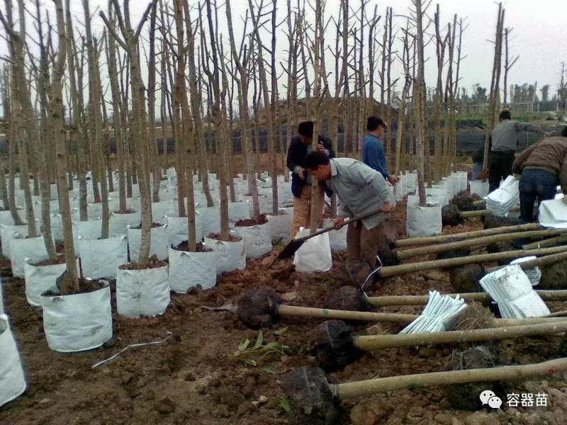 无纺布袋在容器育苗中如此流行,但绝非完美!  第3张