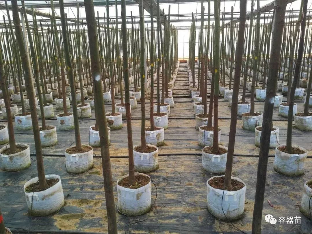 无纺布袋在容器育苗中如此流行,但绝非完美!  第2张