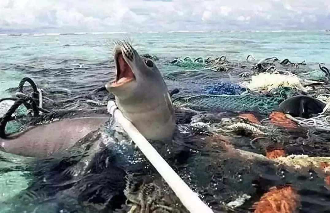 环保科普 | 为什么要禁塑、限塑？ 第8张