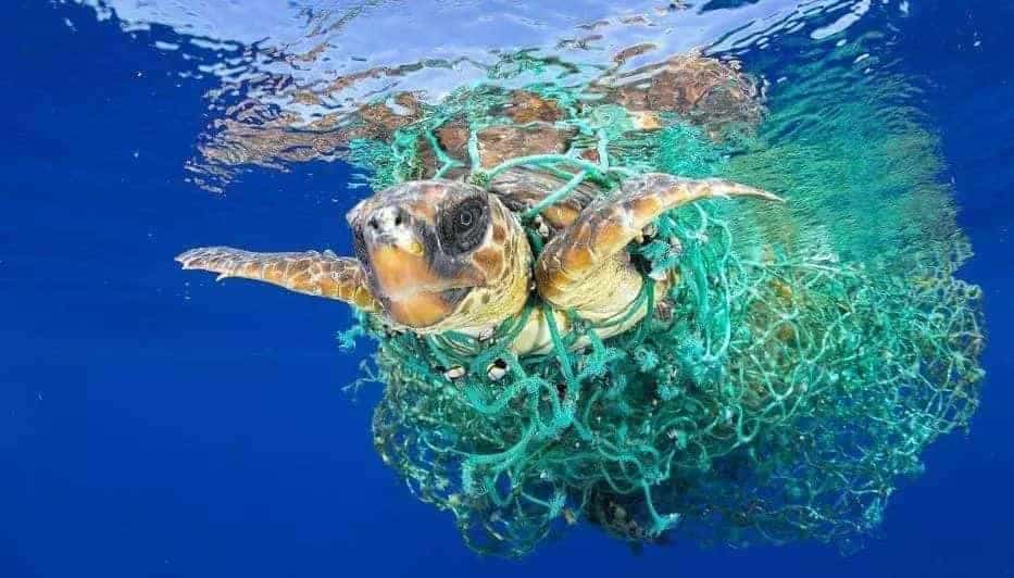 环保科普 | 为什么要禁塑、限塑？ 第9张